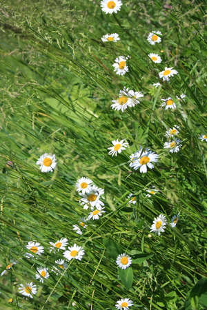 Summer lane of daisy wheel with grass. Nature background.の写真素材