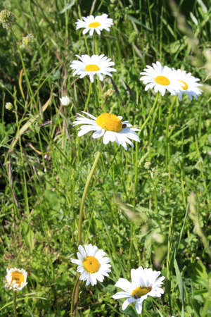 Summer daisy wheel with grass and insect. Nature background.の写真素材