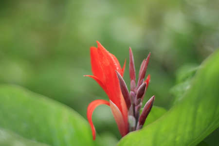 Red flower bud backgroundの写真素材
