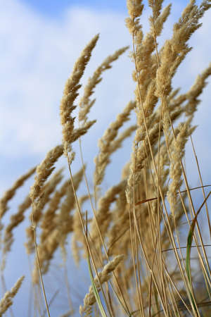 Nature dry grass ear backgroundの写真素材
