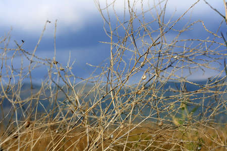 Nature dry steam backgroundの写真素材