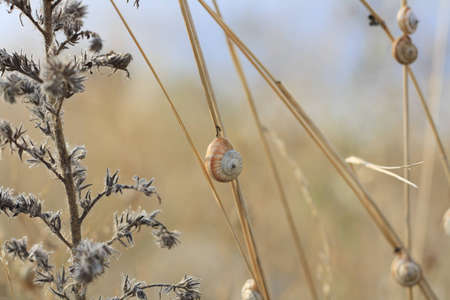Dry steam with shellの写真素材