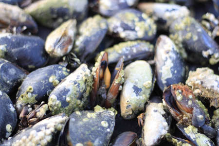 Mussel the open insideの写真素材