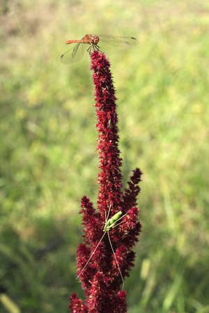 Dragonfly and grasshopper in laneの写真素材