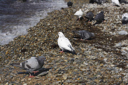 Pigeon bird on coast of seaの写真素材