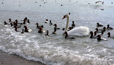 swan glide on waterの写真素材