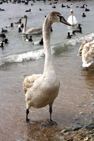 Swan on the coastの写真素材