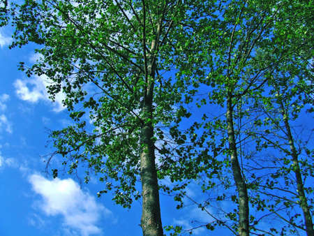 Forest treesの写真素材