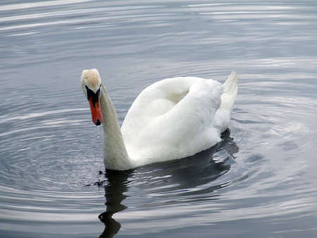 Swanの写真素材