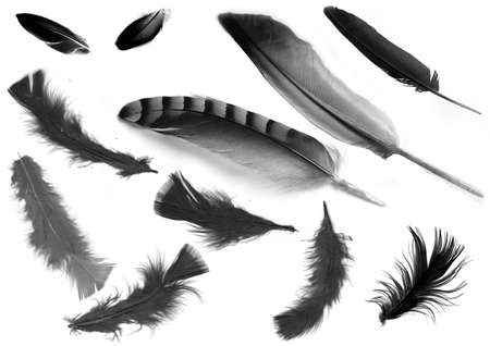 featherの写真素材