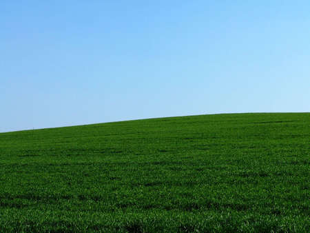 grassの写真素材