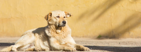 Dog portraitの写真素材