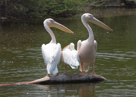 White pelican on the lake in Delhi zooの写真素材