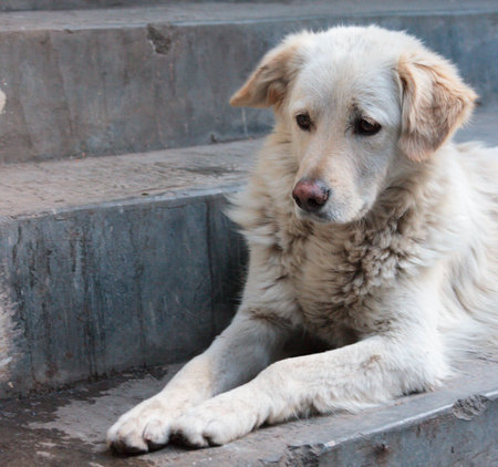 Dog portrait