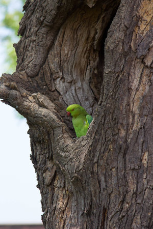 Parrot sitting on a treeの写真素材