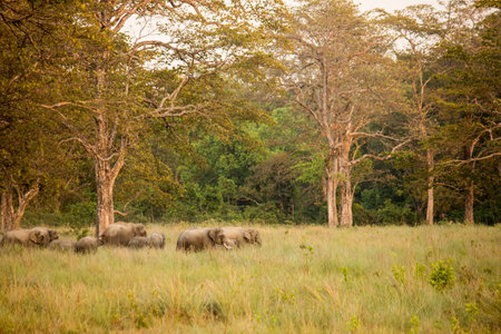 Elephant goes through jungle in Indiaの写真素材