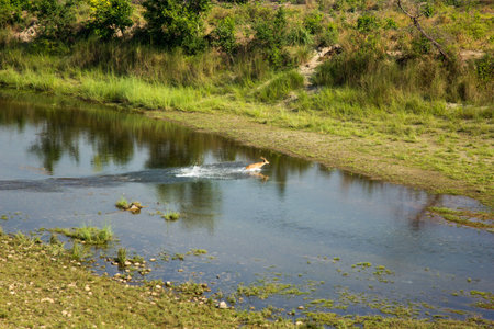 river and sika deerの写真素材