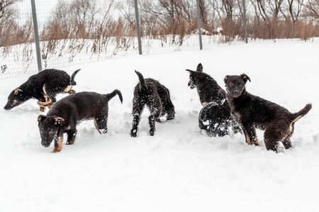 A family of several black cute puppies along with their mother having fun playing on a dog walking area in the countryside in the fresh fluffy snow on a fine winter dayの写真素材