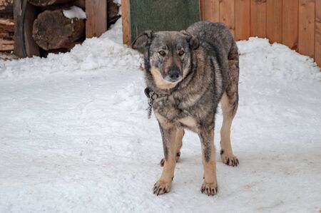 A large beautiful gray dog on a chain next to a doghouse in a shelter for homeless dogs. The ground...