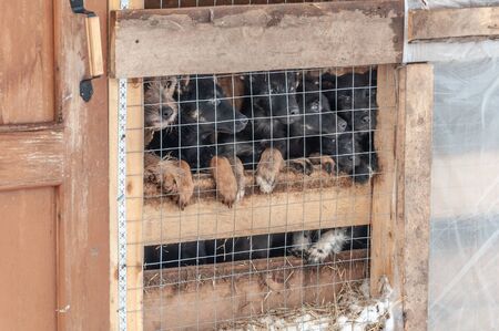 Five black puppies and their mother look out curiously from a cage in a shelter for stray dogs....