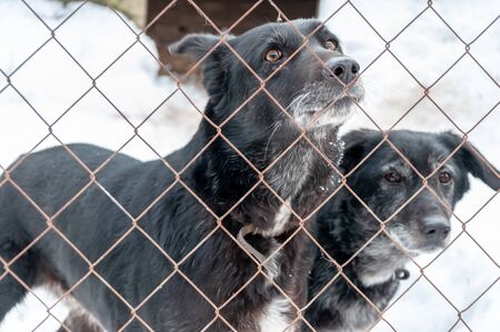 Two cute dogs with touching eyes look out of a cage in a shelter for homeless dogs. The ground is covered with snow.の写真素材