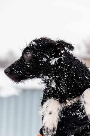Expressive portrait of a cute black puppy with sad eyes on a beautiful winter day against the background of fresh fluffy snow in the countryside.の写真素材
