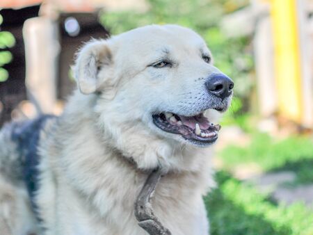 A beautiful cute dog of beige color lies in the shade with his mouth slightly open. Sunny day,...