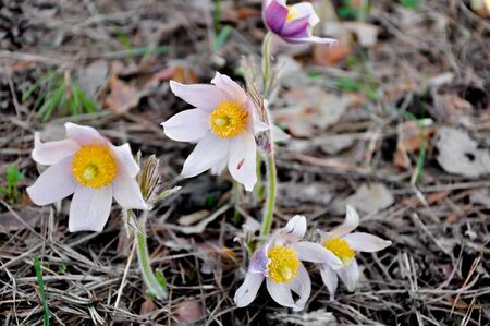 Close-up of the first spring flowers purple and white Crocus. Snowdrops on a forest background at...
