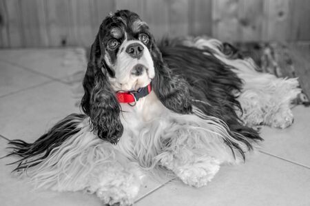 Cute adult purebred tricolor American Cocker Spaniel indoors. A black-and-white dog with brown eyebrows looks at the camera. Natural light. Black and white photo with red highlightedの写真素材