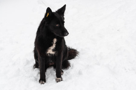 A stray black dog with a special tag or clip on the ear. Special yellow clip with the characters....