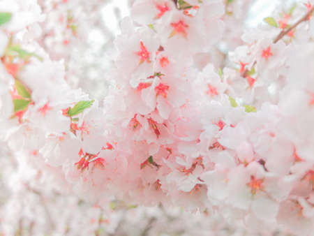 Beautiful cherry blossoms in spring, pink sakura petals.