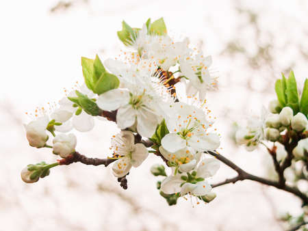 Beautiful apple tree flowers in springの写真素材