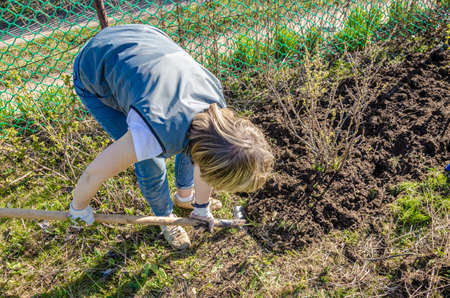 Farming, gardening, agriculture and people concept - an unrecognizable young woman with a shovel digs the ground around a blackcurrant bush on a farm on a sunny day.の写真素材