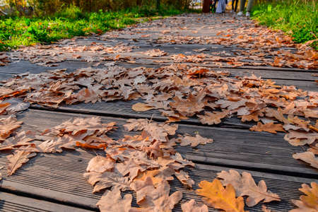 Fallen oak autumn leaves on the sidewalk, paved with wooden boards. Yellow autumn leaves on the path...