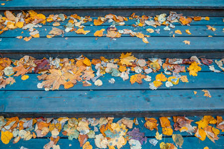 Yellow autumn leaves of maple and oak on the wooden steps of the pedestrian bridge. Leaf fall in the maple forest.の写真素材