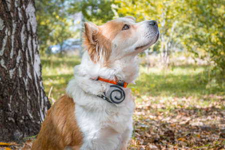 A dog wearing a dog collar against fleas and ticks sits on a lawn in the autumn forest and looks up...