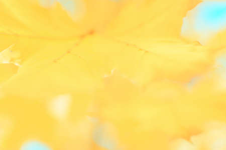 Defocused image of autumn leaves on a sunny day, blurry background. No people, close up, copy space, macro shot.の写真素材