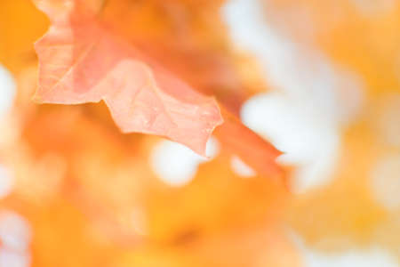 Defocused image of autumn leaves on a sunny day, blurry background. No people, close up, copy space, macro shot.の写真素材