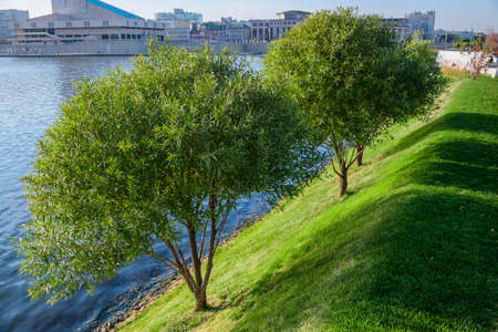 Beautiful trees and a mowed lawn on the shore of the city lake.の写真素材