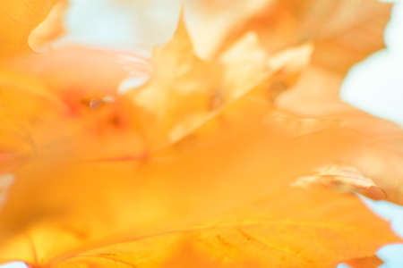 Defocused image of autumn leaves on a sunny day, blurry background. No people, close up, copy space,...