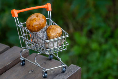 Autumn cep mushrooms with brown cap. Boletus edulis in metallic shopping basket. Concept cooking delicious organic food mushroom.の写真素材