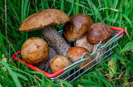 Autumn cep mushrooms with brown cap. Boletus edulis in metallic shopping basket. Concept cooking delicious organic food mushroom.の写真素材