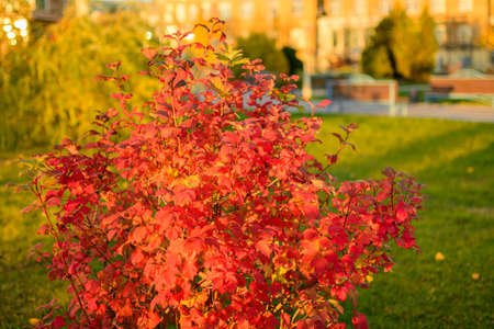 Physocarpus opulifolius bush with purple-red leaves in the rays of the setting autumn sun. The concept of park landscape design.の写真素材