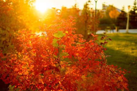 Physocarpus opulifolius bush with purple-red leaves in the rays of the setting autumn sun. The concept of park landscape design.の写真素材