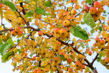 Golden Hornet Crab Apples on the branches of an apple tree.の写真素材