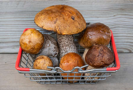 Autumn cep mushrooms with brown cap. Boletus edulis in metallic shopping basket. Concept cooking delicious organic food mushroom.の写真素材