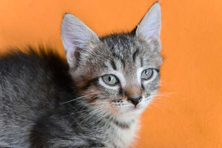 A cute little striped kitten is lying on a yellow blanket in the rays of the sun.
