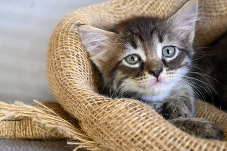 A little confused kitten is sitting in a canvas bag.