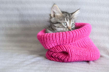 A little cute confused kitten is sitting in a pink knitted hatの写真素材