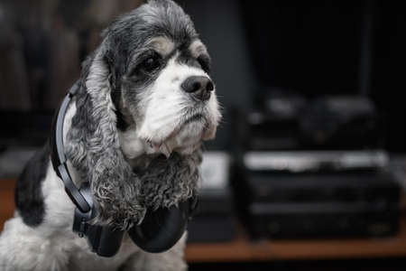 A beautiful dog, an American Cocker spaniel in large black wireless headphones against the background of audio-video equipment in out of focus. The concept of listening to music and home theater.の写真素材